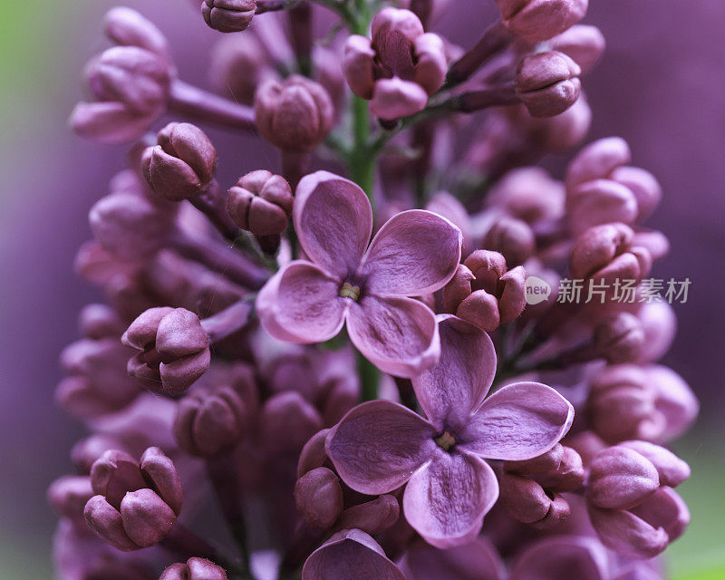 紫丁香花的近景