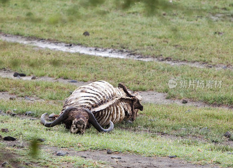纳库鲁湖国家公园的水牛尸体。