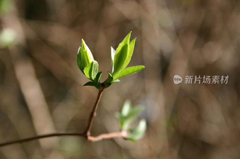 初露头角的绿叶