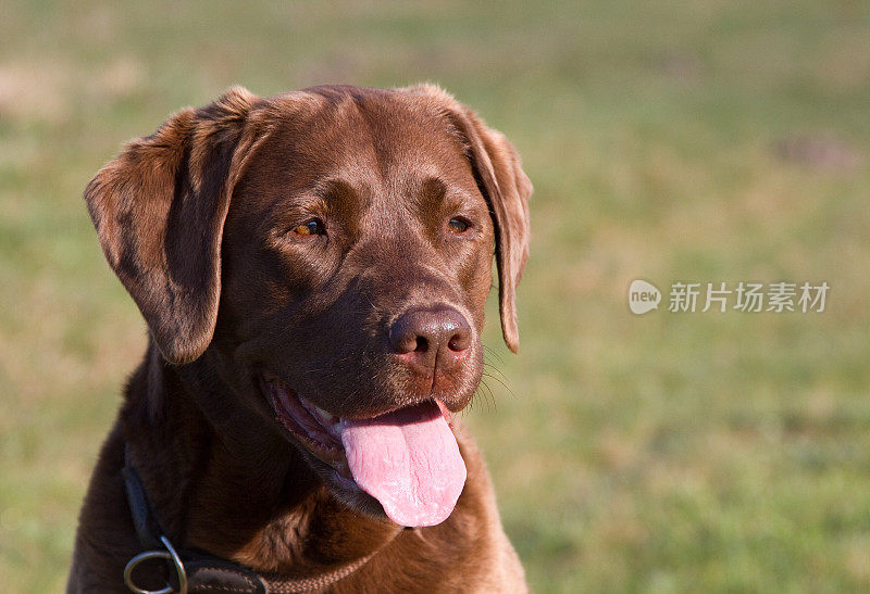 拉布拉多寻回犬