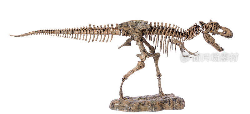 暴龙雷克斯骨架，恐龙挤压轮廓