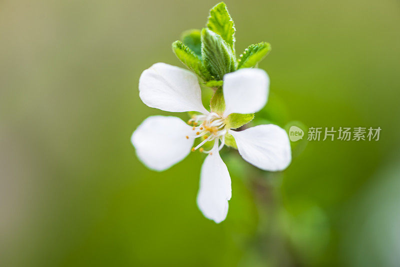 草地上的花