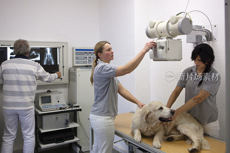 放射医师为狗准备x光系统