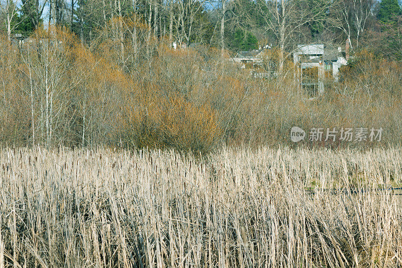 湖滨湿地及房屋中的香蒲