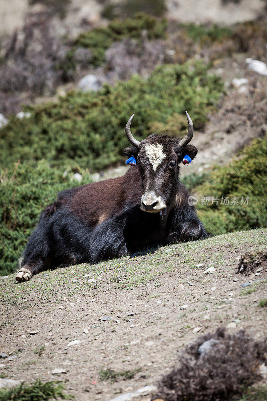 尼泊尔安纳普尔纳斯地区的野牦牛躺在地上