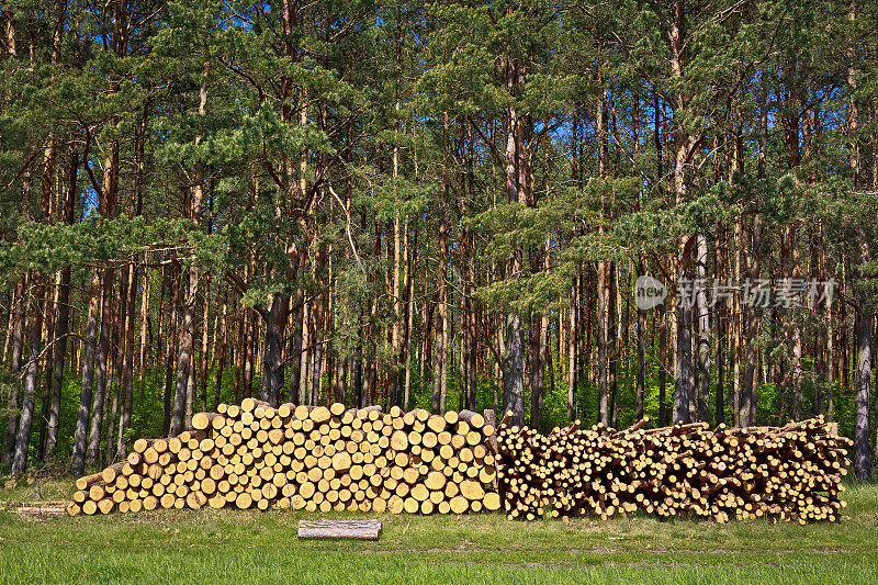 森林中堆积的原木