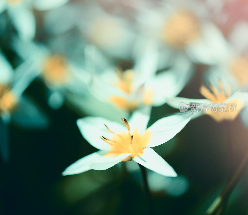 美丽的春天的花朵