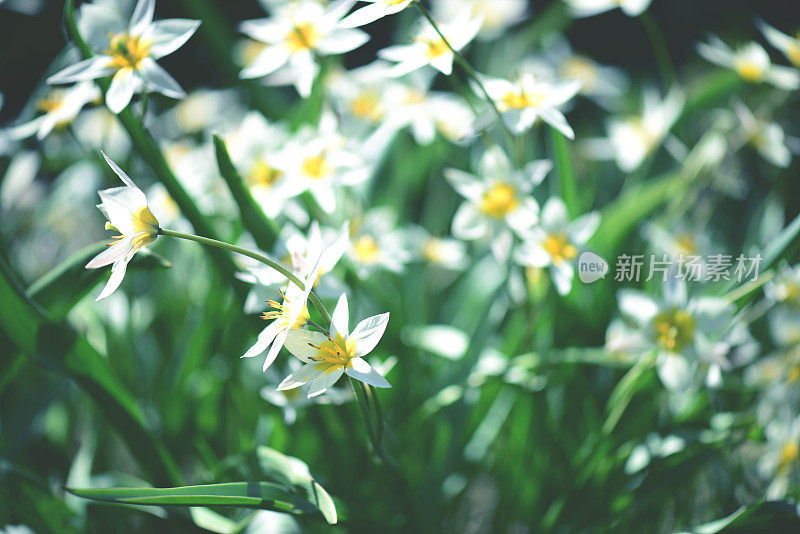 美丽的春天的花朵