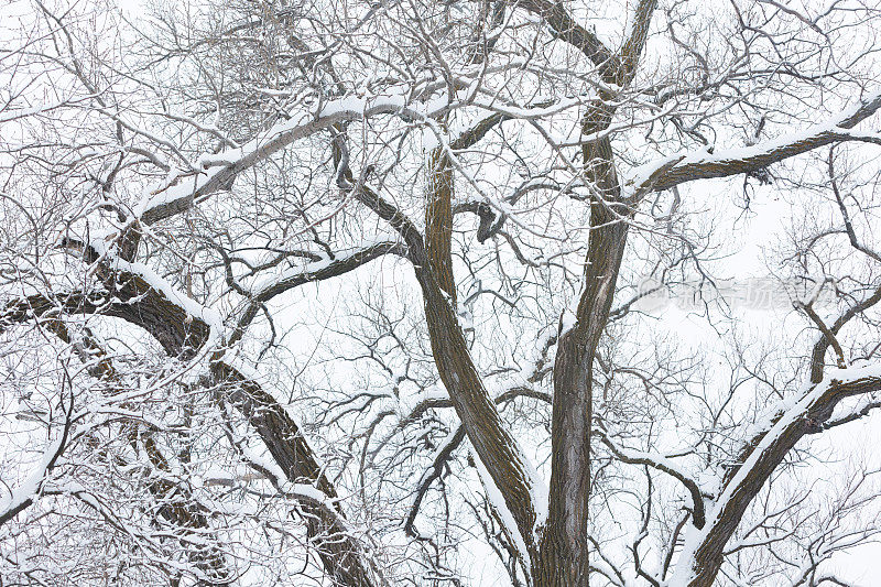 雪树的树枝-明尼苏达的冬天