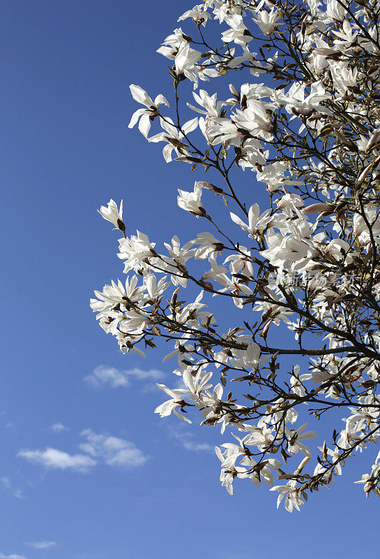 白玉兰盛开，春天在弗雷泽山谷，不列颠哥伦比亚省，加拿大