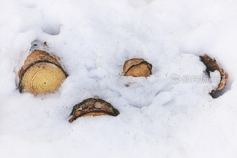 积雪下堆放的原木