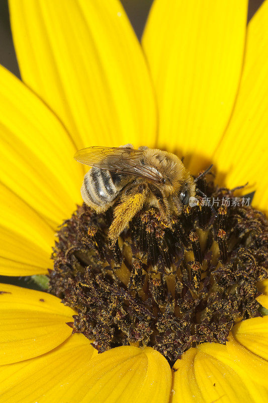 在科罗拉多州丹佛市给向日葵授粉的碱蜂