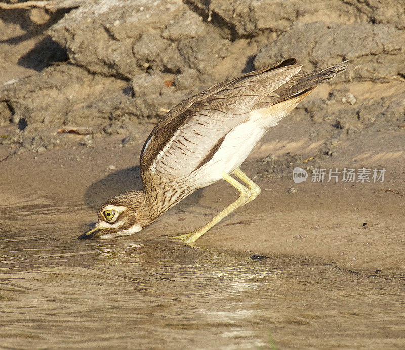 水Thick-knee