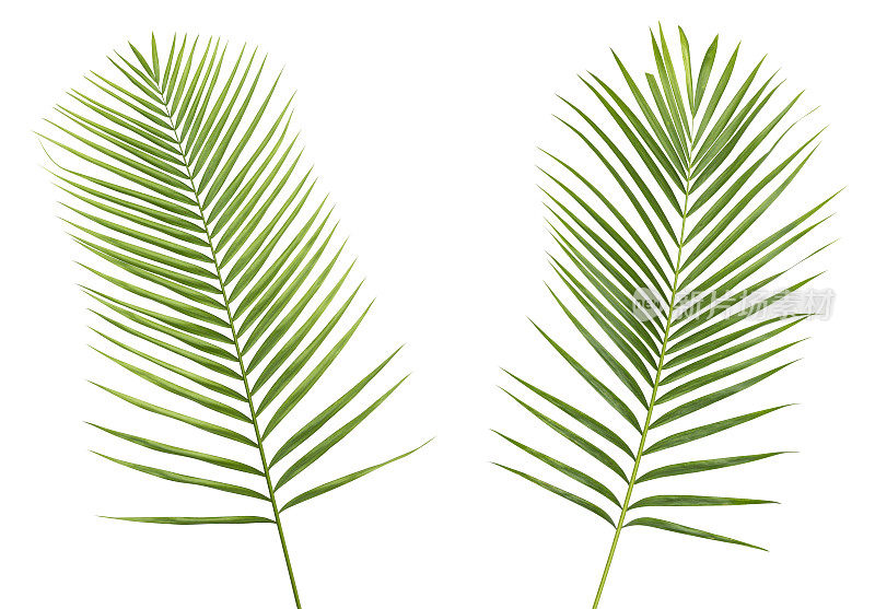 两片棕榈叶孤立在白色背景与修剪路径