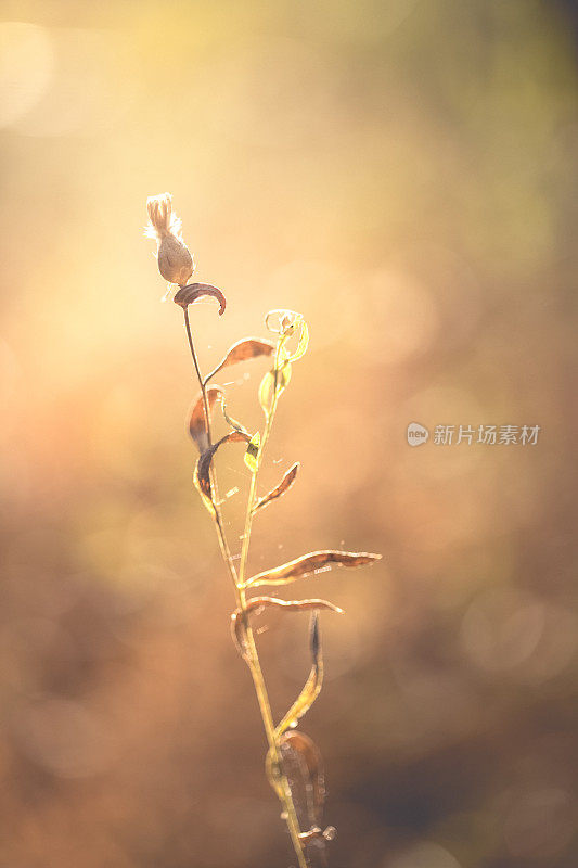 秋季蓟草与金色的阳光散科背景