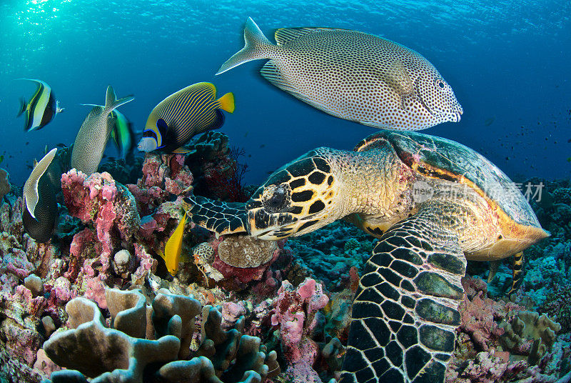 礁石上的海龟