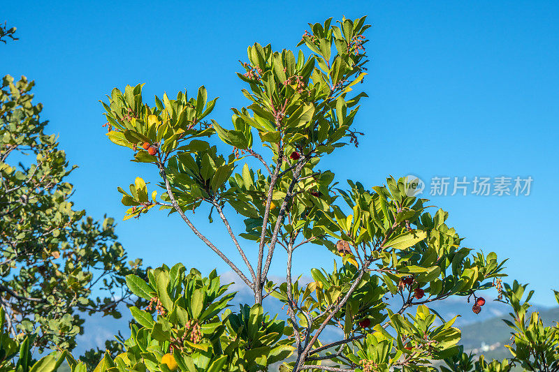 野生草莓。叶形Arbuti