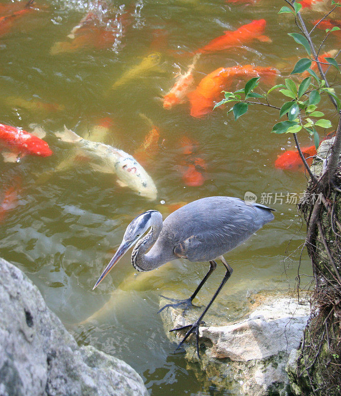 蓝鹭在锦鲤池，垂直