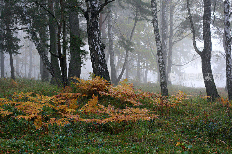 清晨森林中的雾