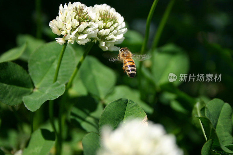 蜜蜂在三叶草花附近盘旋