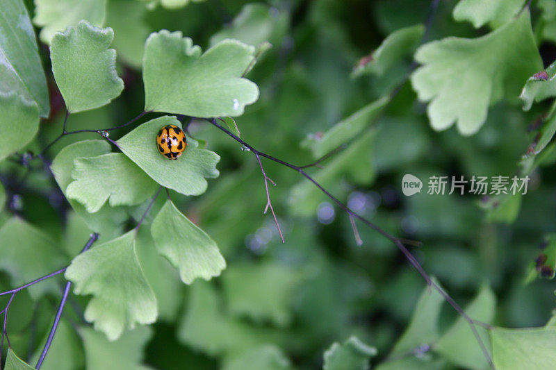 瓢虫顶上有雨滴