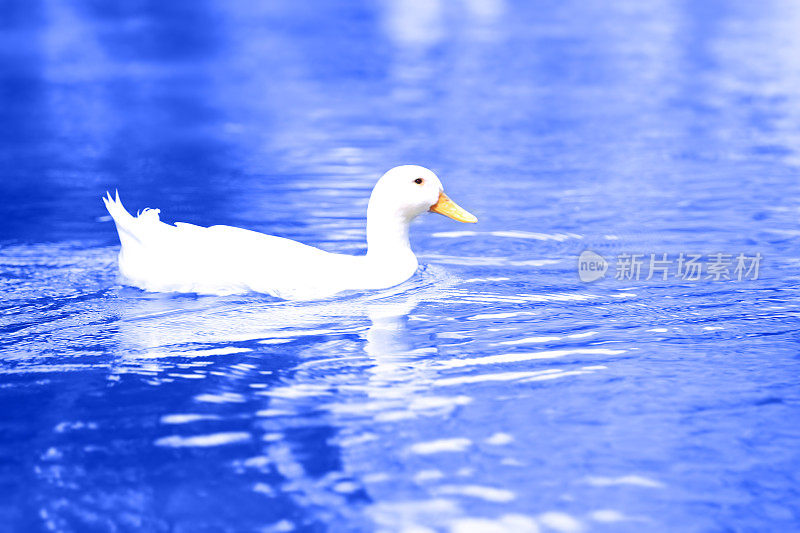 漂浮在淡水中的白鸭子