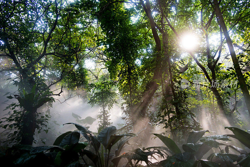 阳光下的热带雨林