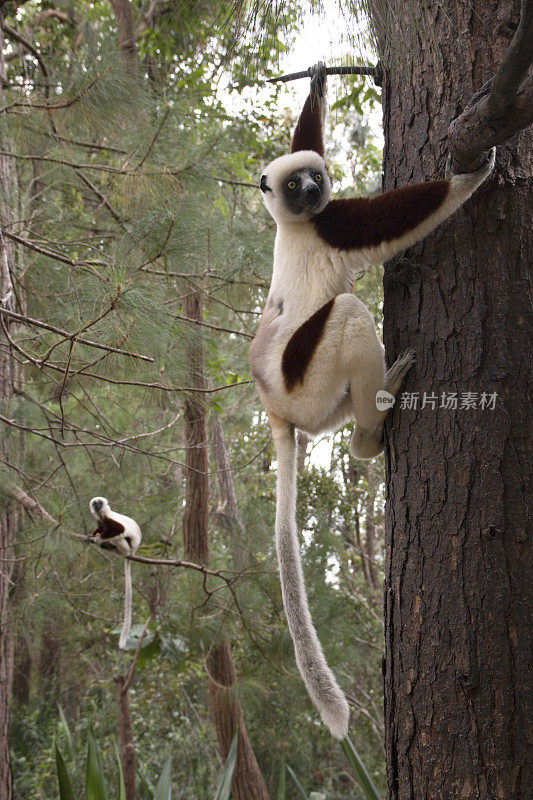 马达加斯加松树上的一对科克雷尔狐猴