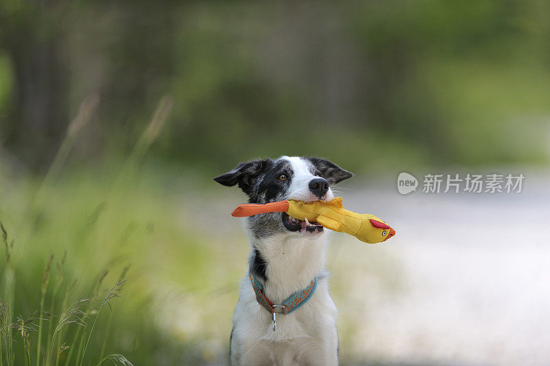 狗抱着黄色的鸭子玩具