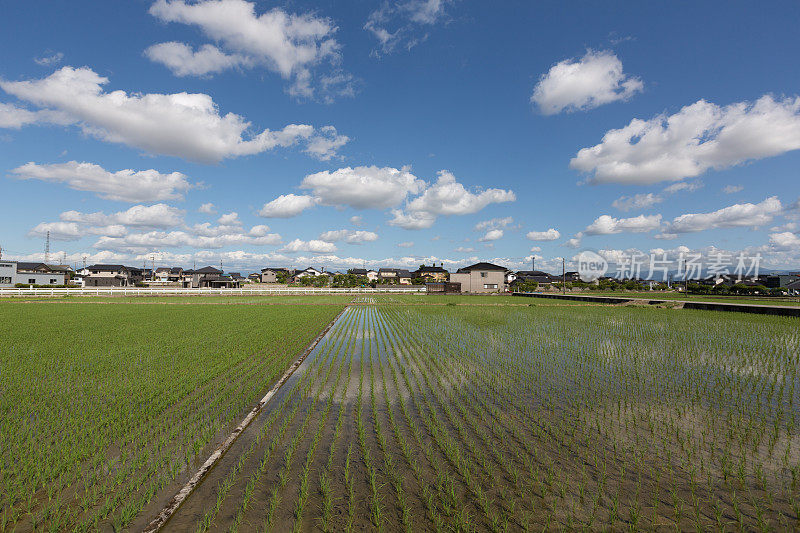 稻田