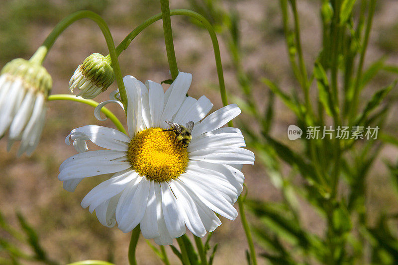 中间有只蜜蜂的雏菊