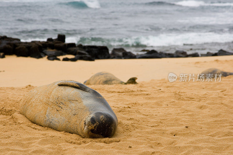 野僧海豹在休息