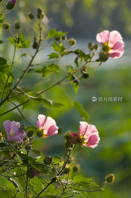 粉色的芙蓉花