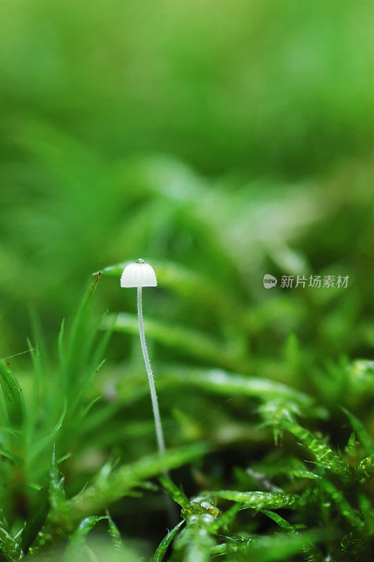 孤独的蘑菇