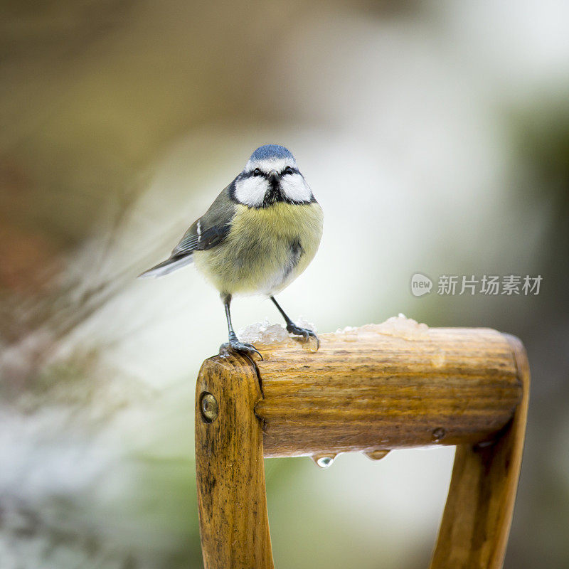 蓝山雀(青翠鸟)