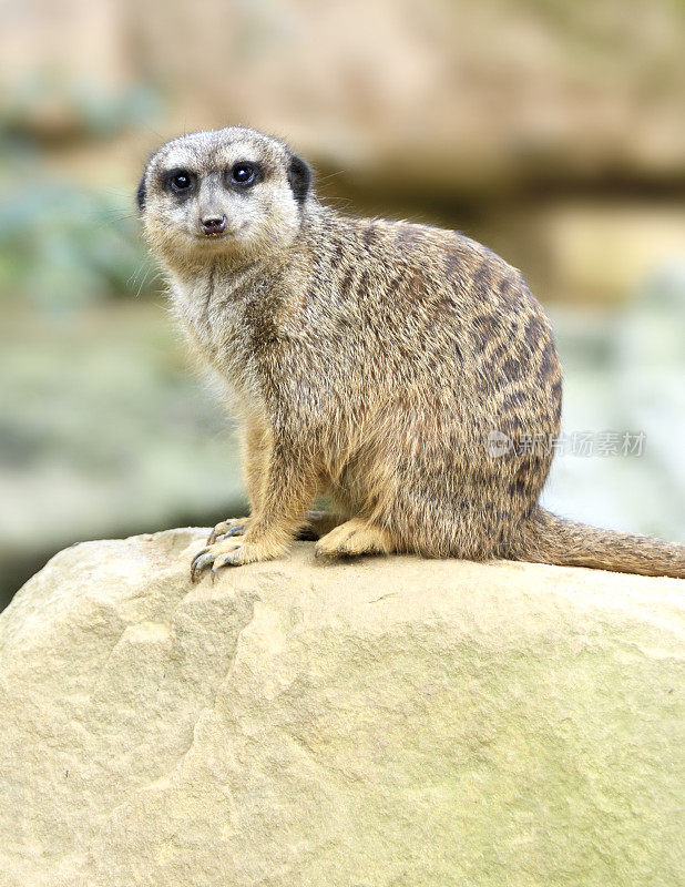 可爱的suricate