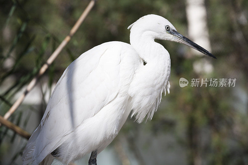 小白鹭