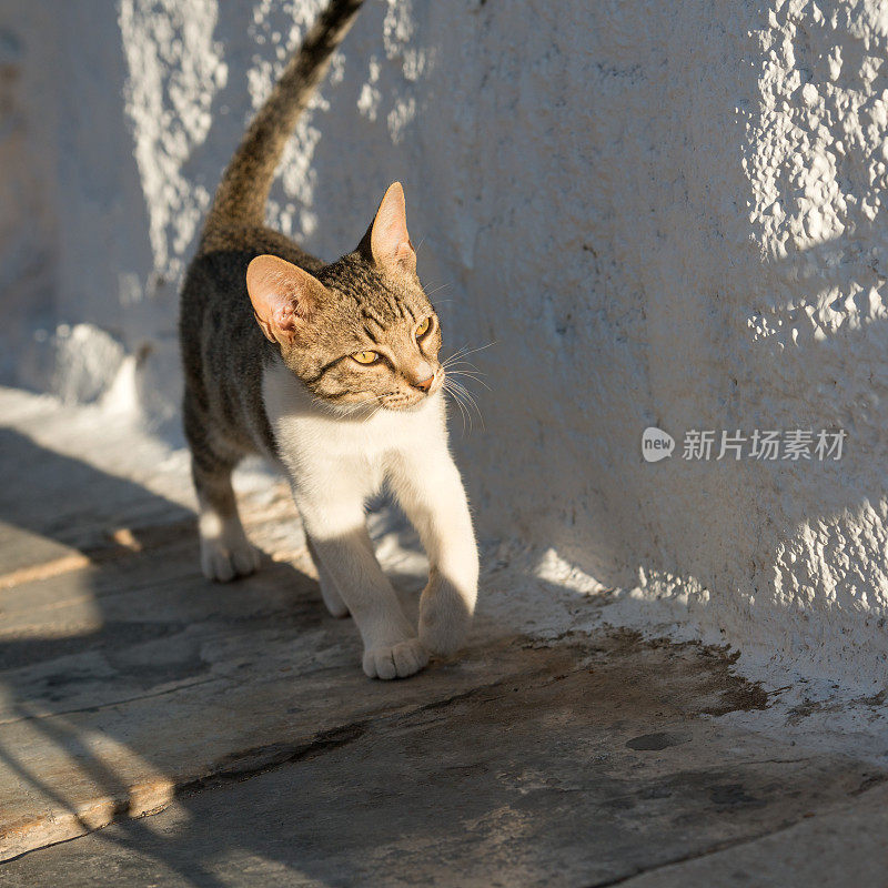 只流浪猫