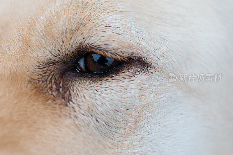 狗的眼睛