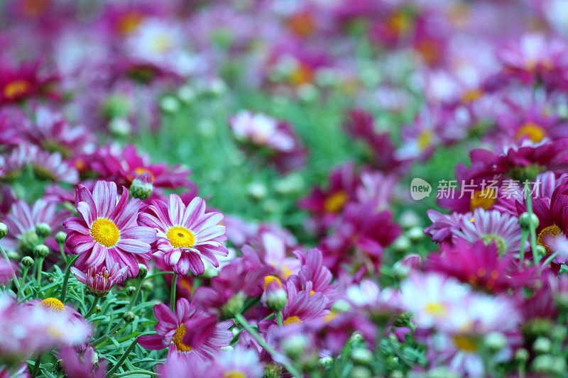 近景盆栽菊花在一个花园中心