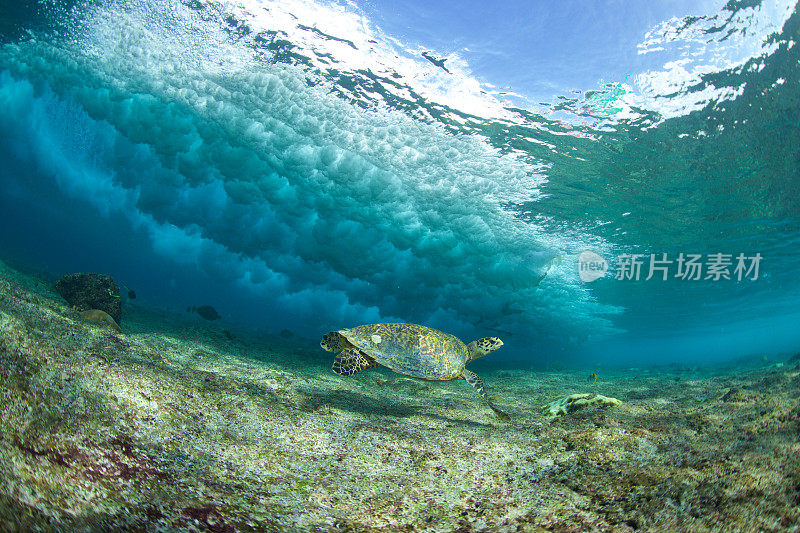 海龟在波浪下的清澈的水里游泳