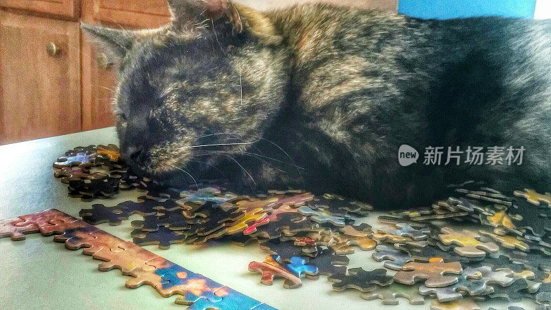 玳瑁色的猫睡在桌上的拼图上