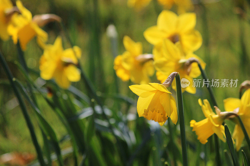 水仙花(水仙)在花园阳光下生长的特写图像