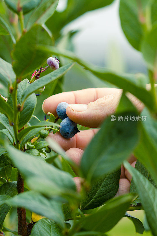 在浆果农场采摘蓝莓。