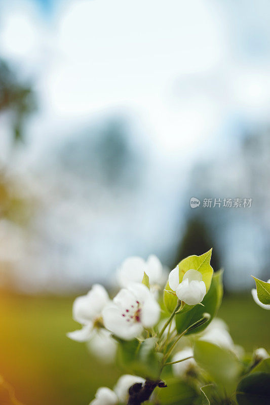 开花李树