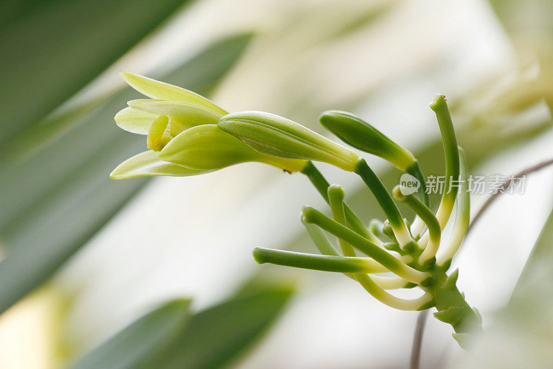 香草planifolia花