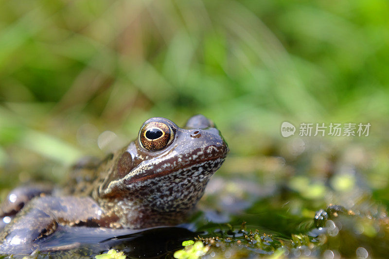 林蛙在池塘里休息