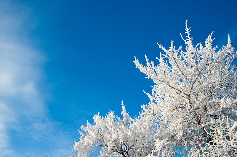 大草原的冬天，树上有厚厚的霜雪