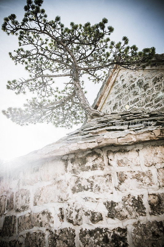欧洲克罗地亚，布拉克岛教堂屋顶上的矮松