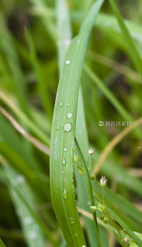 水滴在叶子上